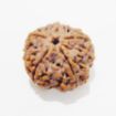 Premium Rudraksha 5 Mukhi