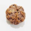 Premium Rudraksha 5 Mukhi