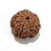 5 Mukhi Large Rudraksha