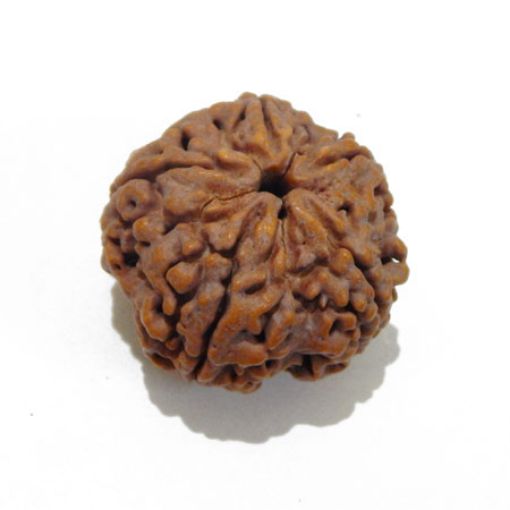 5 Mukhi Large Rudraksha