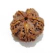 5 Mukhi Large Rudraksha