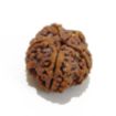 5 Mukhi Large Rudraksha