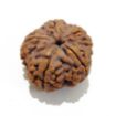 5 Mukhi Large Rudraksha
