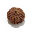 5 Mukhi Large Rudraksha