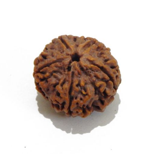 5 Mukhi Large Rudraksha