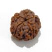 5 Mukhi Large Rudraksha