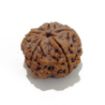 5 Mukhi Large Rudraksha