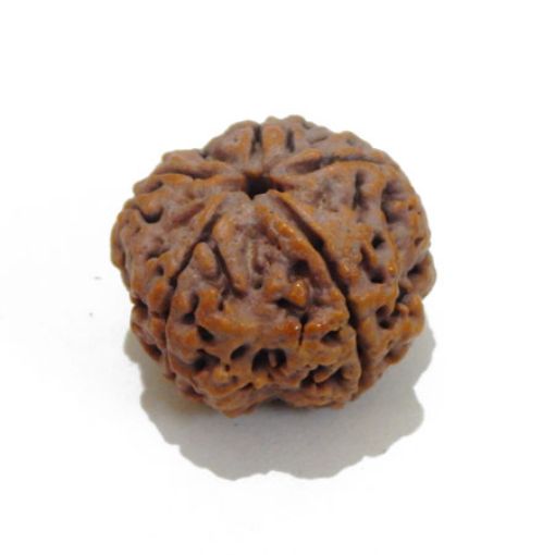 5 Mukhi Large Rudraksha
