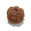 5 Mukhi Large Rudraksha