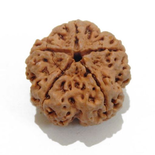 5 Mukhi Large Rudraksha