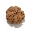 5 Mukhi Large Rudraksha
