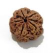 5 Mukhi Large Rudraksha