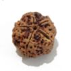 5 Mukhi Large Rudraksha