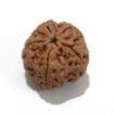 5 Mukhi Large Rudraksha