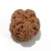 5 Mukhi Large Rudraksha