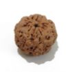 5 Mukhi Large Rudraksha