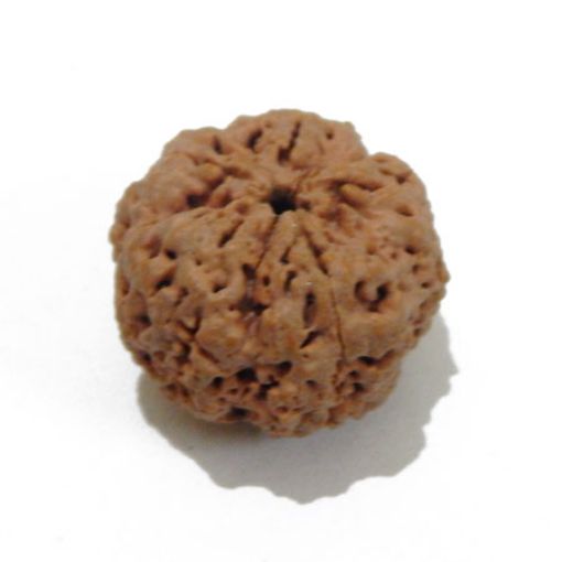 5 Mukhi Large Rudraksha