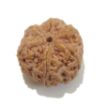 6 Mukhi Large Rudraksha