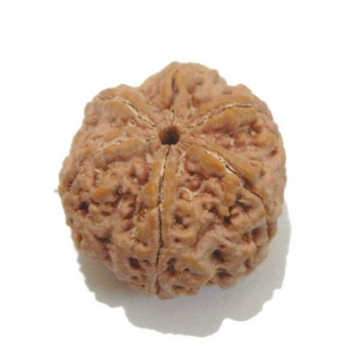 6 Mukhi Large Rudraksha