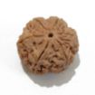 6 Mukhi Large Rudraksha