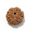 6 Mukhi Large Rudraksha