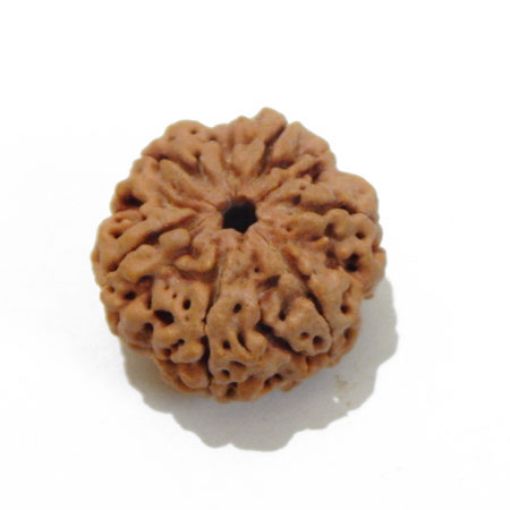 6 Mukhi Large Rudraksha
