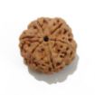 6 Mukhi Large Rudraksha