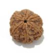 6 Mukhi Large Rudraksha