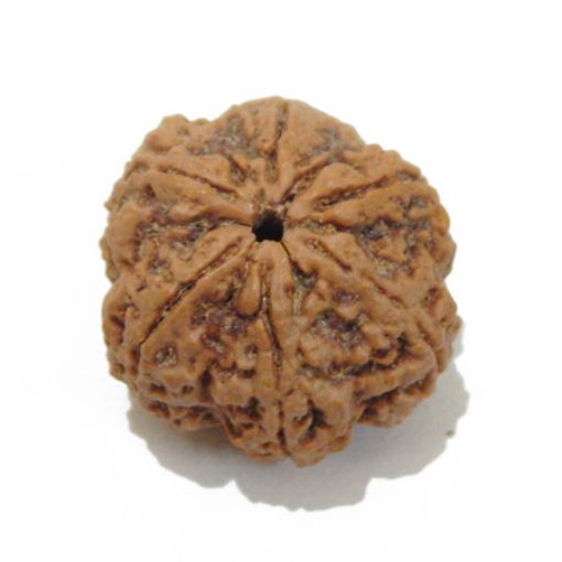 6 Mukhi Large Rudraksha