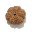 6 Mukhi Large Rudraksha