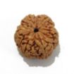 6 Mukhi Large Rudraksha