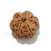 6 Mukhi Large Rudraksha