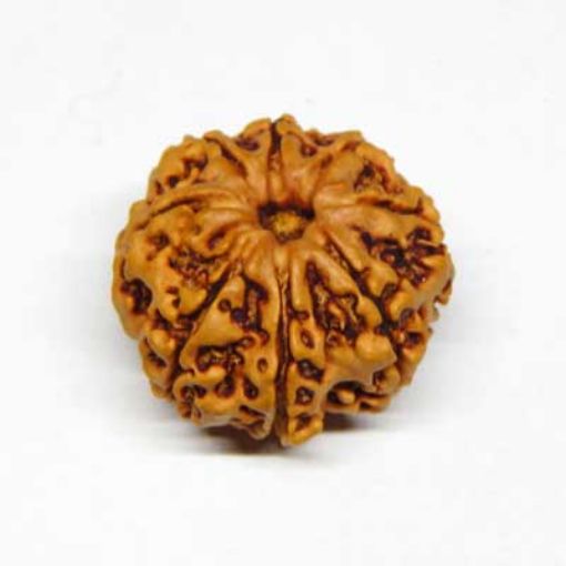 8 Mukhi rudraksha
