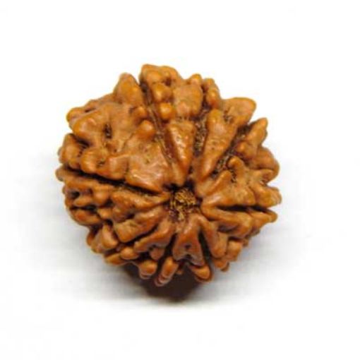 8 Mukhi rudraksha