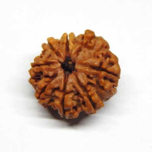 8 Mukhi rudraksha