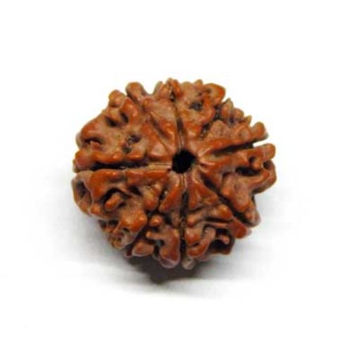 8 Mukhi rudraksha