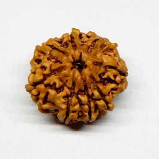 8 Mukhi rudraksha
