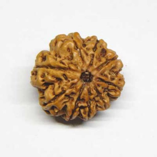 9 Mukhi rudraksha