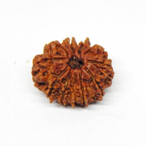 11 Mukhi rudraksha