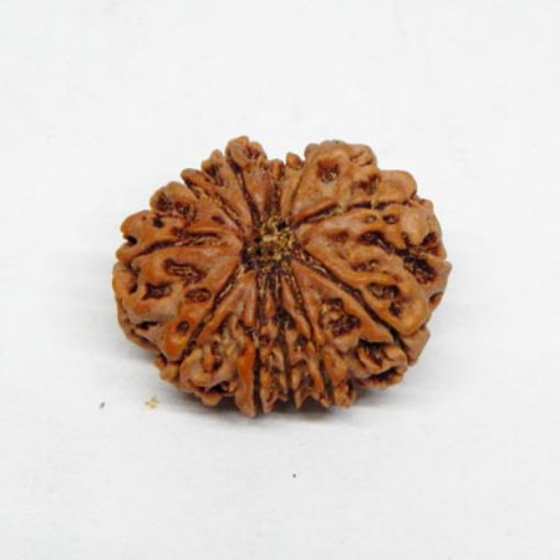 11 Mukhi rudraksha