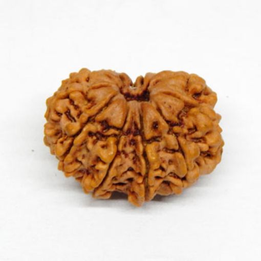 11 Mukhi rudraksha