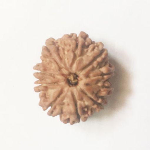 10 Mukhi rudraksha