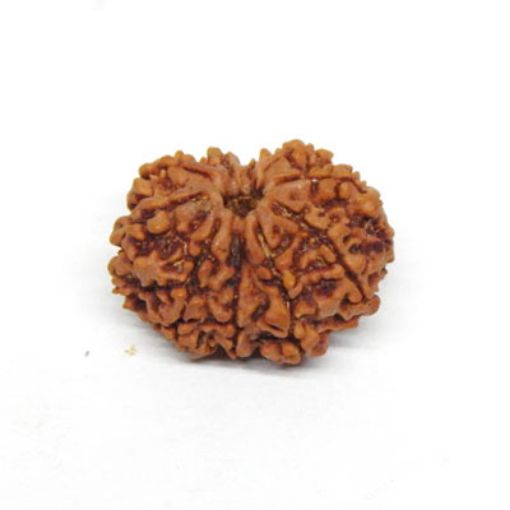 10 Mukhi rudraksha