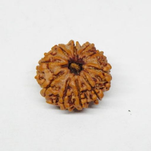 10 Mukhi rudraksha
