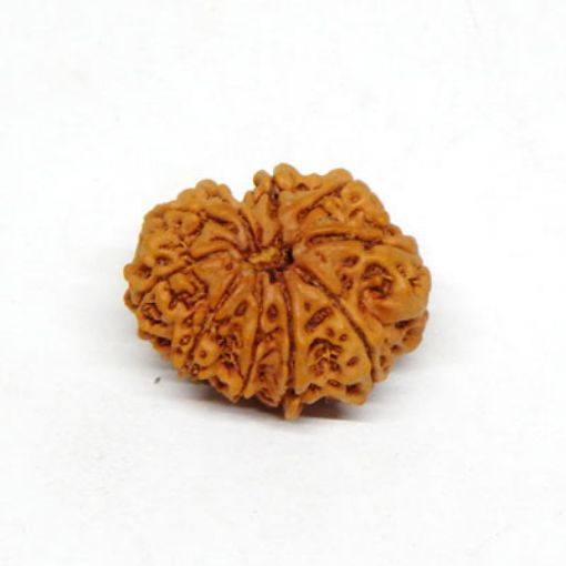 10 Mukhi rudraksha