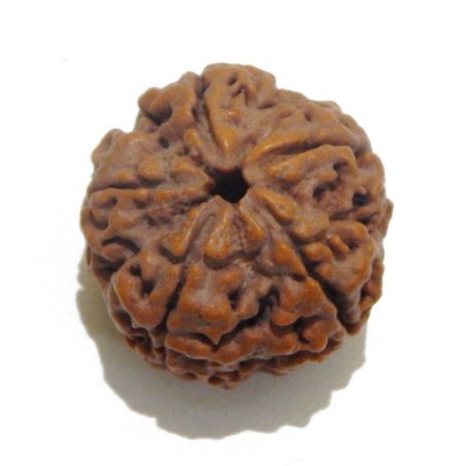 5 Mukhi rudraksha