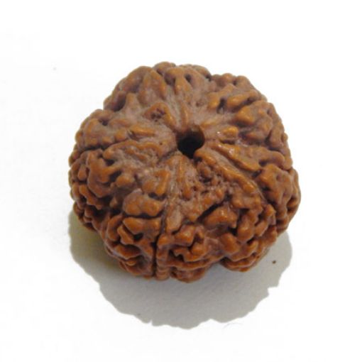 5 Mukhi rudraksha