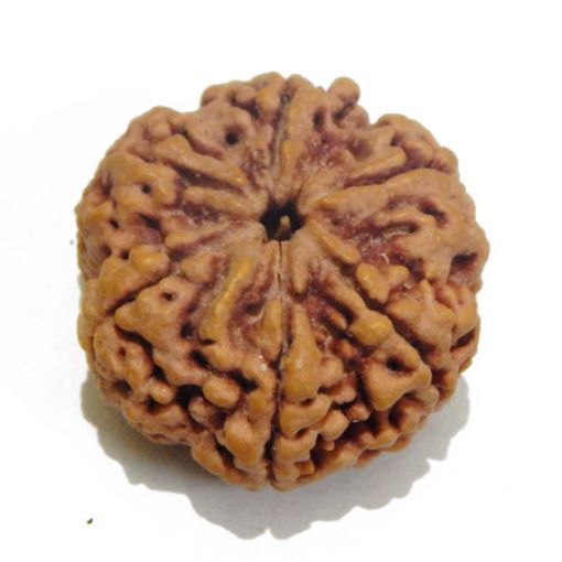5 Mukhi rudraksha