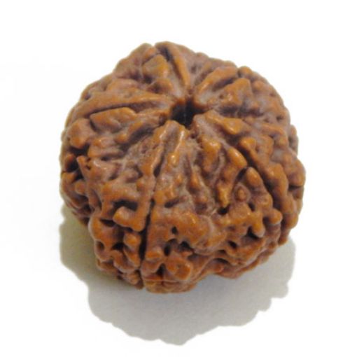 5 Mukhi rudraksha