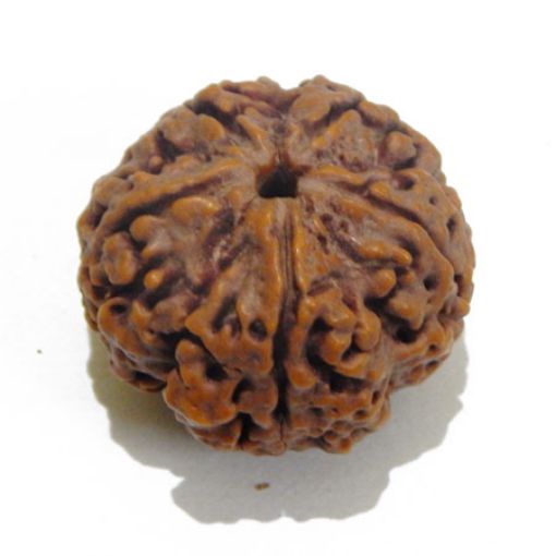 5 Mukhi rudraksha